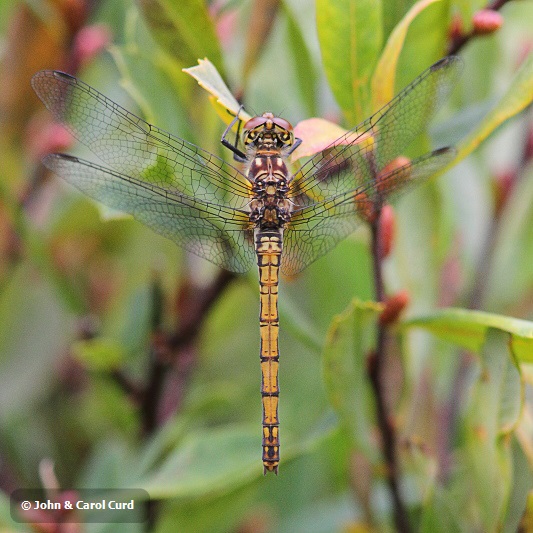 J01_0140 Sympetrum nigrescens female.JPG